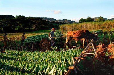 Discover VIÑALES: Buoi con carro che trasportano il raccolto di tabacco cubano