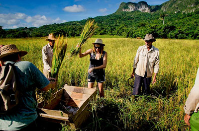 Campagna cubana, vita agricola nei campi durante la raccolta di grano