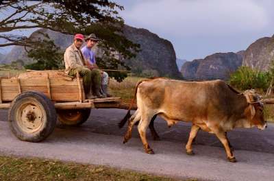 Discover VIÑALES carro con buoi che transita su strada cubana