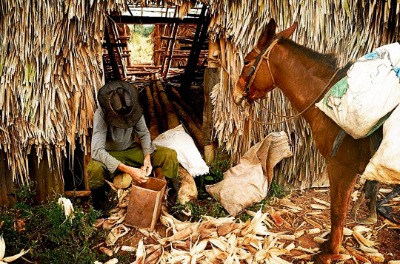 Dicover VIÑALES scena di vita agricola con contadino cubano che sfoglia le pannocchie di mais
