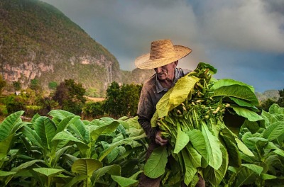 Vita agricola cubana a Discover VIÑALES: raccolta delle foglie di tabacco